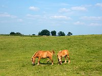 DSC 5771's