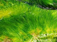 海草