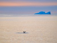 Antarctica 南极 （2013）