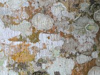 Bark 树皮