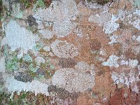 Bark 树皮11