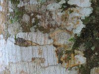 Bark 树皮12