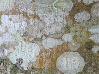 Bark 树皮13