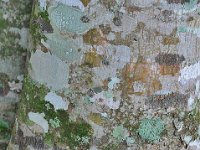 Bark 树皮14