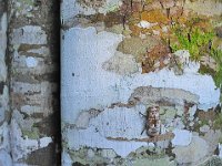 Bark 树皮15