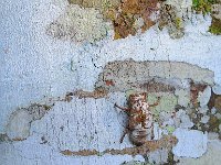 Bark 树皮16