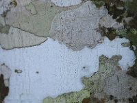 Bark 树皮17