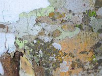 Bark 树皮18