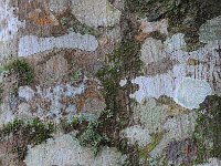 Bark 树皮2