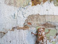 Bark 树皮21