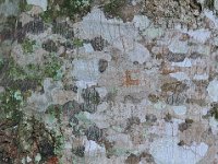 Bark 树皮22