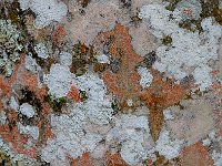 Bark 树皮23