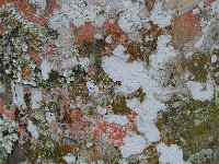 Bark 树皮24