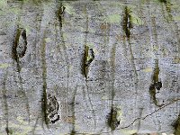Bark 树皮25