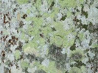 Bark 树皮26