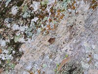 Bark 树皮27