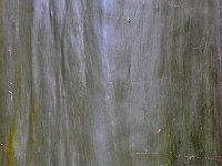 Bark 树皮28