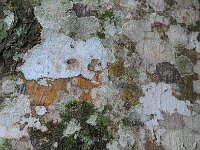Bark 树皮3