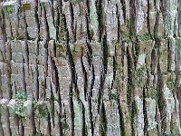 Bark 树皮30