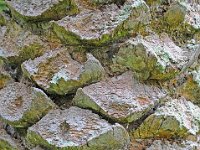 Bark 树皮31