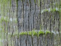 Bark 树皮32