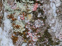 Bark 树皮34