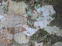 Bark 树皮36