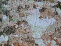 Bark 树皮4