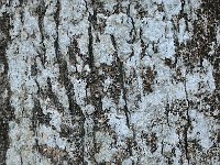 Bark 树皮5