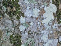 Bark 树皮6
