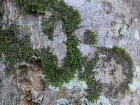 Bark 树皮7