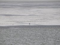 DSC 2980s