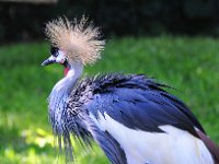 Bird 鸟1