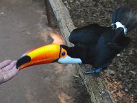 Bird 鸟17
