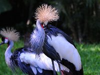 Bird 鸟2