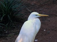 Bird 鸟21