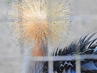 Bird 鸟24