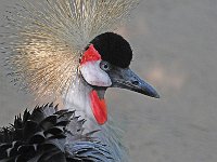 Bird 鸟25