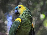 Bird 鸟29