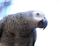 Bird 鸟34