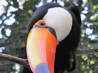 Bird 鸟35