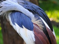 Bird 鸟7