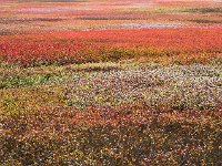 Blueberry Barrens