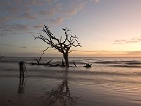 Driftwood 浮木