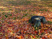 Fall 秋意