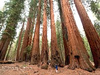 Giant Sequoia 大树