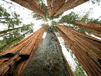 Giant Sequoia 大树11