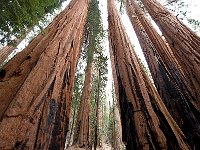 Giant Sequoia 大树13