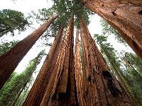 Giant Sequoia 大树14