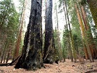 Giant Sequoia 大树15